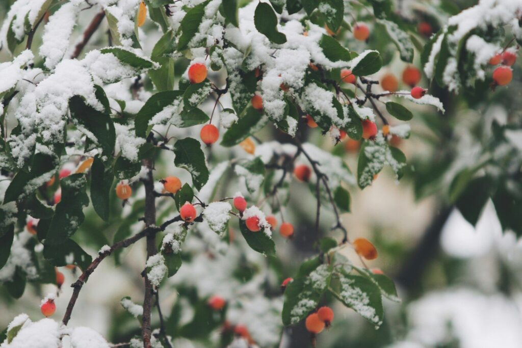 雪が積もった木の枝